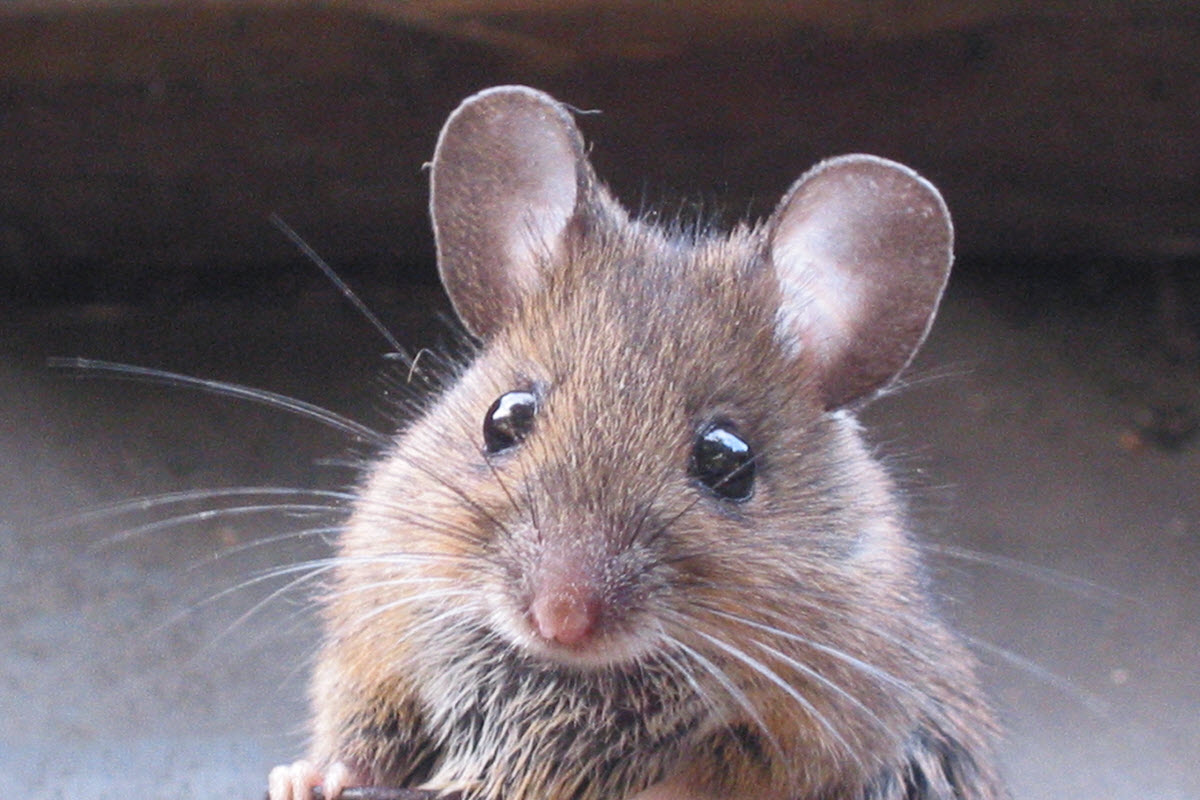 Icelandic Mouse.