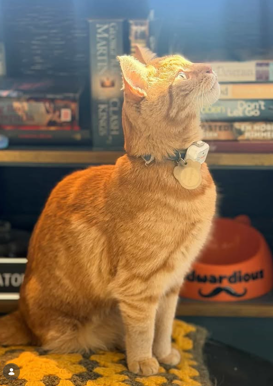 My cat admiring the mice.