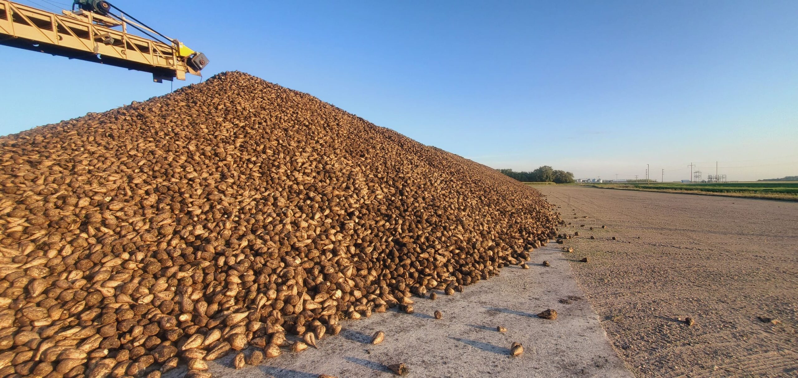 Huge Sugar beet pile during harvest. Huge Sugar beet pile during harvest.