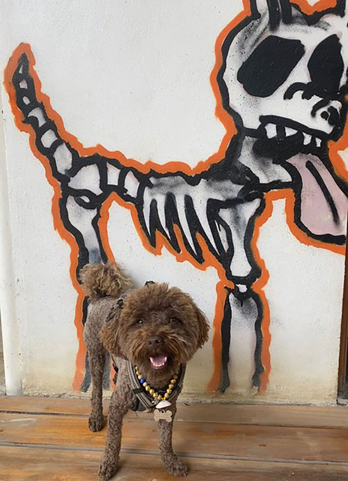 Since our departure, Yoda has accompanied us everywhere, from excursions to restaurants!